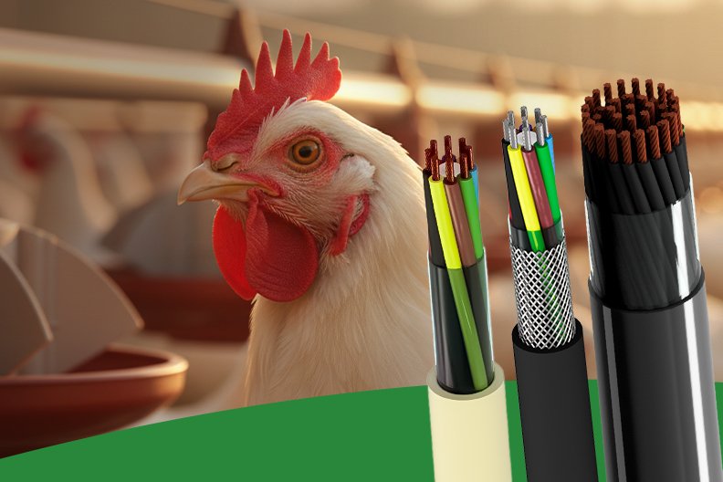 CABOS PARA COMEDOURO AUTOMÁTICO Sistema de comedouro automático com ave bebendo água. No primeiro plano, cabos elétricos Cabo Agronegócio para automação agrícola.