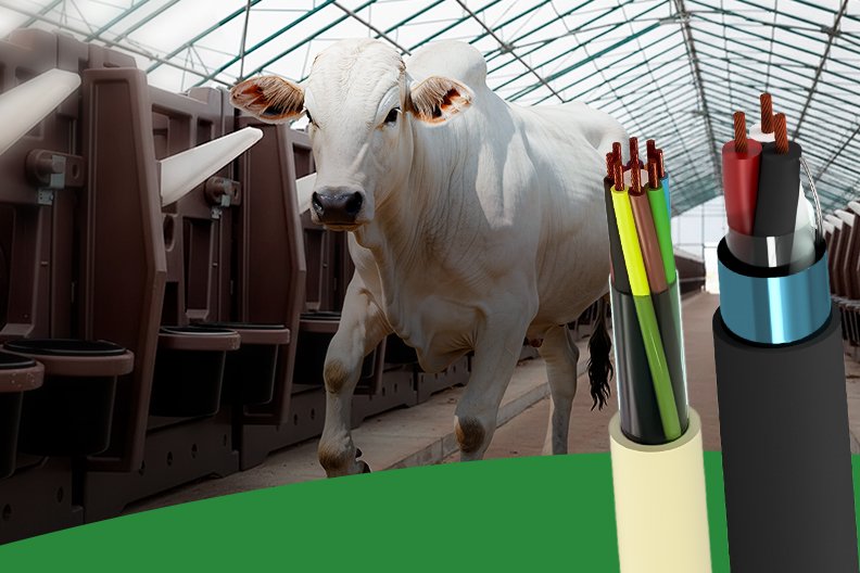 CABOS PARA MONITORAMENTO DE CONSUMO Animal em sistema de alimentação automatizado em instalação agrícola. Na frente, cabos elétricos e cabo agronegócio usados no monitoramento de consumo.